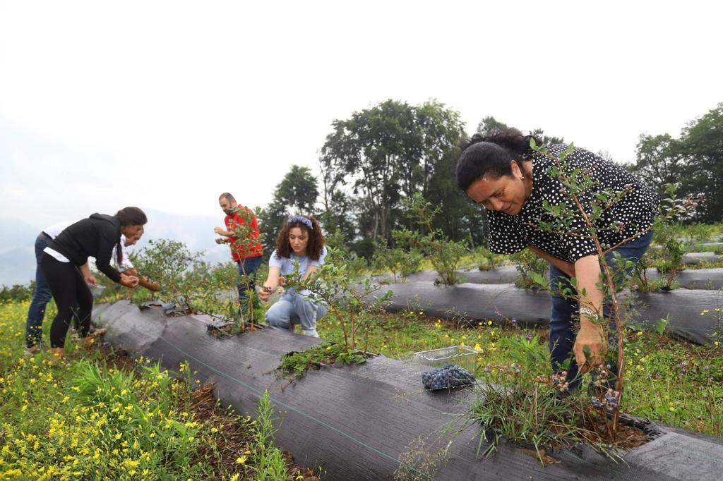 ORDU’DAKİ MAVİ YEMİŞ ALANLARI BÜYÜYOR